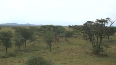 Hava: zürafalar Afrika Safari yukarıda uçan