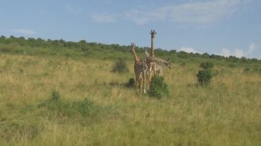 Anteni: Zürafalar Kenya savannah ortasında