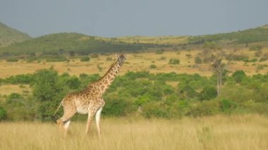 Anteni: Afrika çayırlarda yürüyüş zürafa