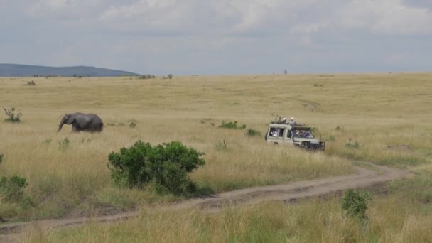 Turister Jeep Spel Tur Genom Maasai Mara — Stockvideo