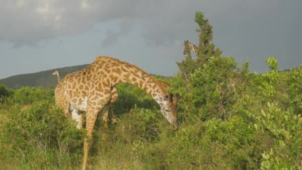 Медленное Движение Жираф Ест Листья Масаи Мара Кения — стоковое видео