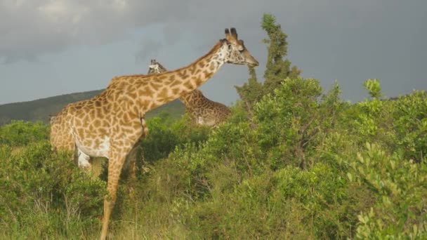マサイマラの茂みを食べてスローモーション キリン — ストック動画
