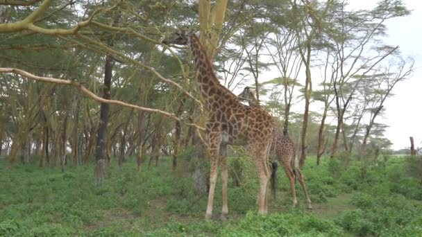 Медленное Движение Жирафы Едят Листья Африканском Сафари — стоковое видео