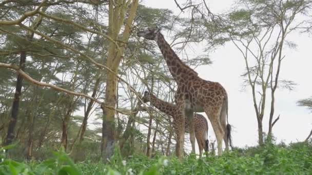 Slow Motion Giraffe Alte Che Mangiano Foglie Nella Foresta Africana — Video Stock