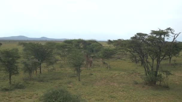 Aerial Volando Sobre Jirafas Safari Africano — Vídeos de Stock