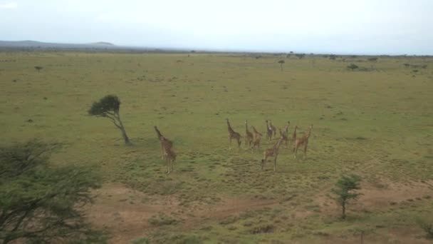 Aerial Жирафы Масаи Мара Кения — стоковое видео