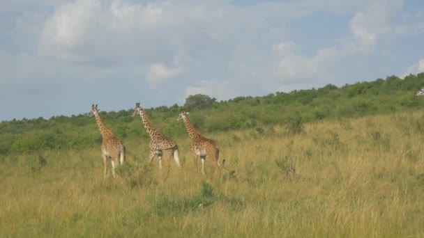 アフリカのサバンナでスローモーション キリン — ストック動画