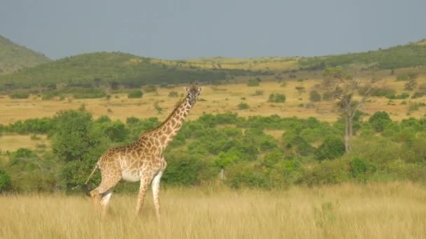 Жираф Идущий Африканскому Лугу — стоковое видео