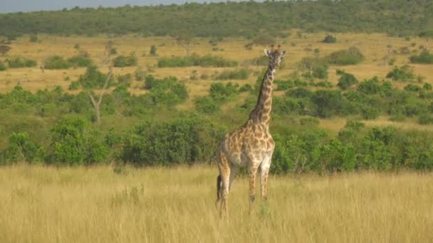 Aereo Volare Intorno Alla Giraffa Selvatica Africa — Video Stock