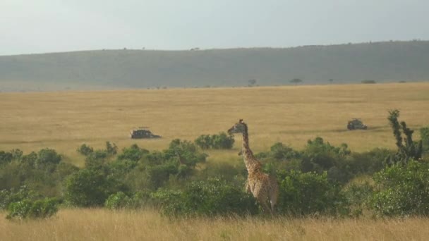 Aerial Jeeps Turísticos Que Conducen Jirafas Safari Africano — Vídeos de Stock