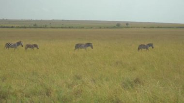 Afrika safari Masai Mara Zebras