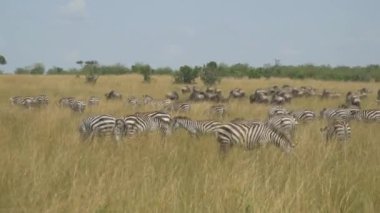 Afrika safari çim yeme Zebras büyük sürü