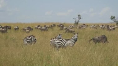Zebralar ve antilop Afrika Safari Masai Mara