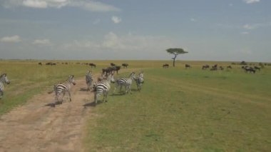 Anteni: Manda ve zebralar Kenya Safari'de Masai Mara
