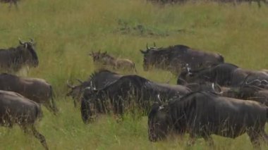 Yakın: Wildebeest göç
