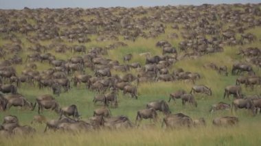 Afrika'da geçirme wildebeest binlerce