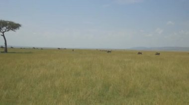 Anteni: Wildebeest Afrika Savannah