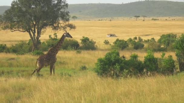 Aerial Slow Motion African Wildlife Game Drive Kenya — Stock Video
