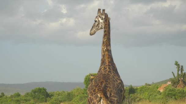 Low Motion Aves Pequenas Comendo Parasitas Pele Girafa — Vídeo de Stock