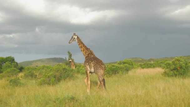 慢动作 群的非洲野生动物园的长颈鹿 — 图库视频影像