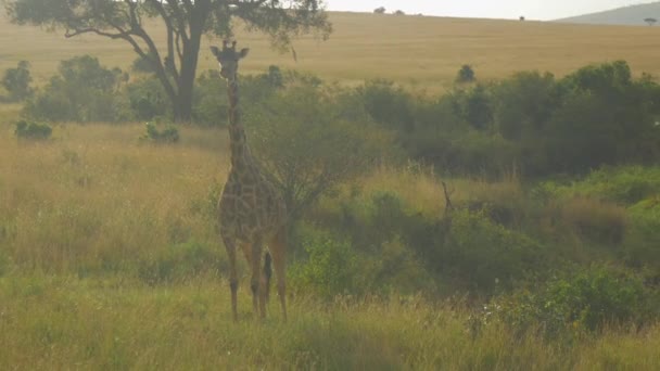 飞舞在非洲大草原的小长颈鹿 — 图库视频影像