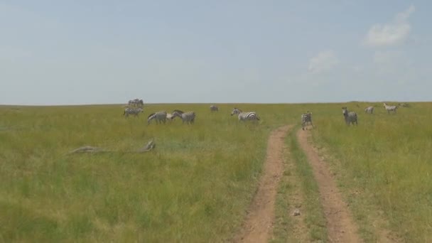 Antenne Rijden Door Afrikaanse Safari Pass Zebra — Stockvideo
