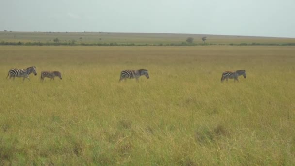 Зебры Африканском Сафари Масаи Мара — стоковое видео