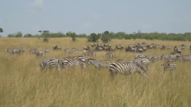 Gran Manada Cebras Comiendo Hierba Safari Africano — Vídeo de stock