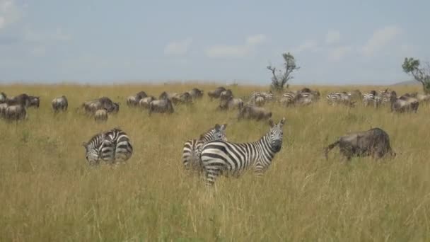 Zebras Und Gnus Der Afrikanischen Safari Maasai Mara — Stockvideo