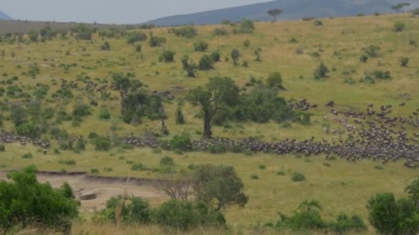 Estampida Ñus Safari Africano — Vídeo de stock