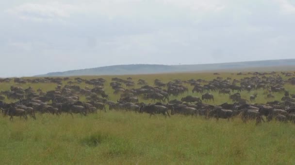 Riesige Herde Von Gnus Afrika — Stockvideo