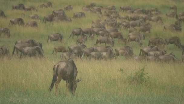 Gran Migración Ñus Safari Africano — Vídeo de stock