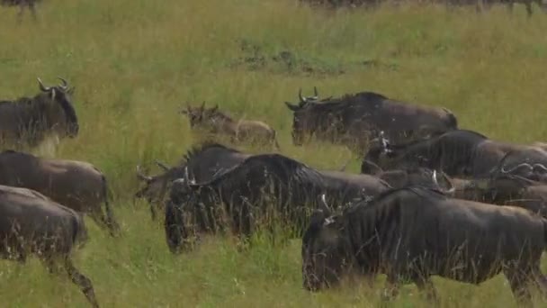 Close Wildebebeest Migration — стоковое видео