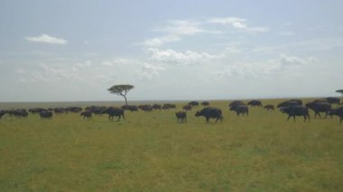Hava: Afrika büyük bufalo sürüsü
