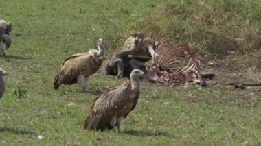 Yakın: buffalo karkas et yiyen akbabalar