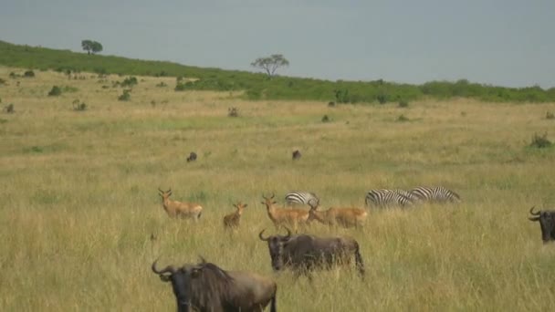 Antenne Wilde Dieren Afrikaanse Safari — Stockvideo