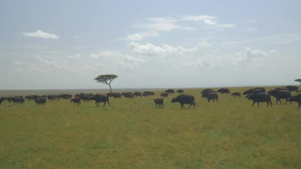 Aereo Grande Mandria Bufali Africa — Video Stock