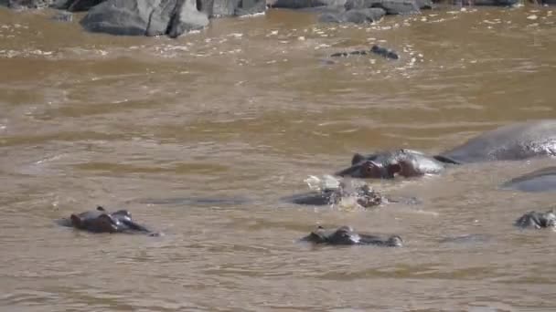 Slow Motion Hippos Popping Out River Kenya — Stock Video