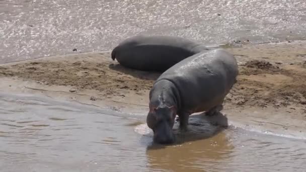 Slow Motion Hippo Going Water — Stock Video