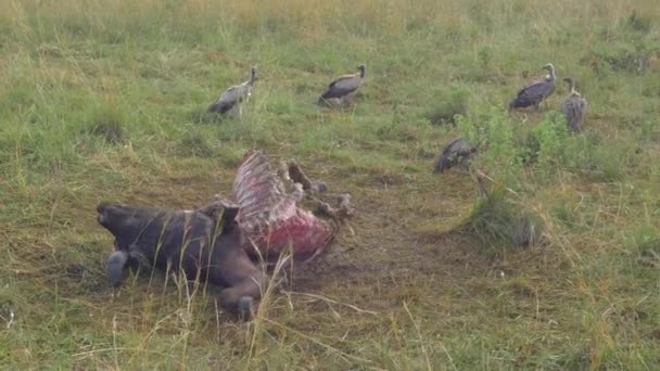 Ağır Çekim Ölü Buffalo Toplama Akbabalar — Stok video