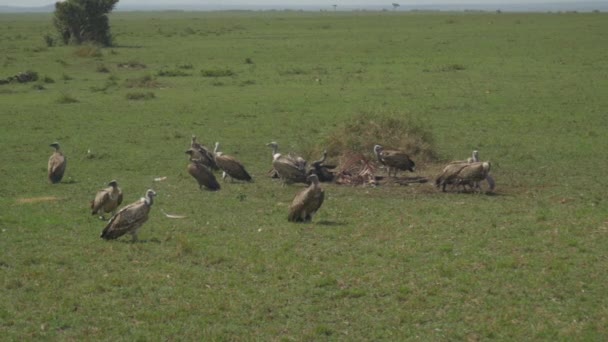 Slow Motion Vultures Eating Flesh Dead Buffalo — Stock Video