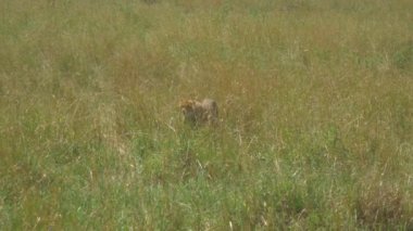Cheetah Afrika Safari