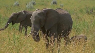 Afrika Safari ailesinde fil