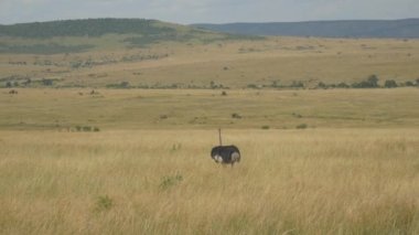 Big ostrich walking through high grass in savannah, Kenya, Africa