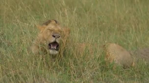 Masai Mara Bir Çim Yatan Genç Aslan — Stok video