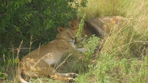 Leões Dormindo Debaixo Árvore África — Vídeo de Stock