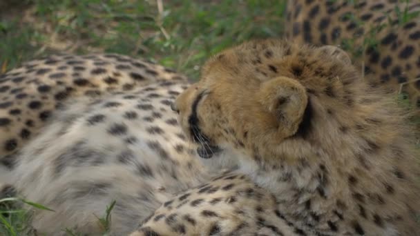 Närbild Cheetah Afrika — Stockvideo