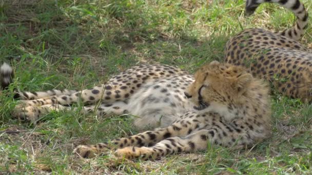Zblízka Gepardi Masai Mara — Stock video