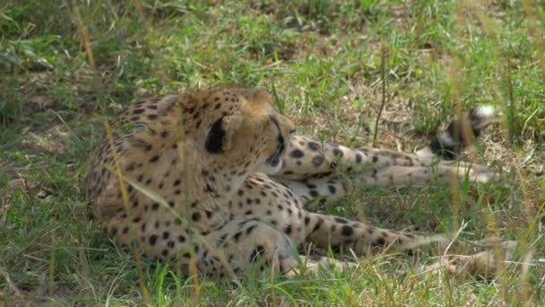 Chiudi Cheetah Sdraiato All Ombra — Video Stock