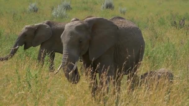アフリカのサファリで象の家族 — ストック動画